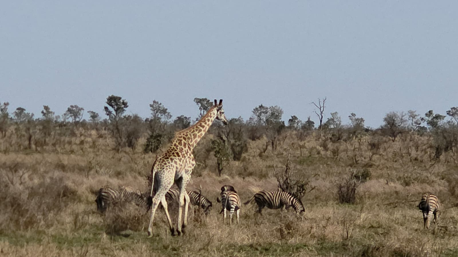 Safari trip photo 1