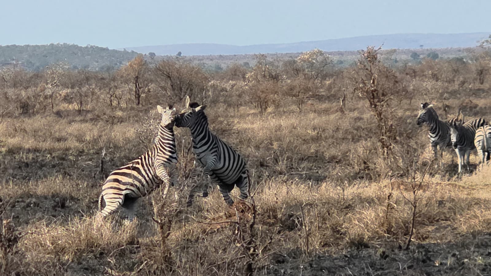 Safari trip photo 4