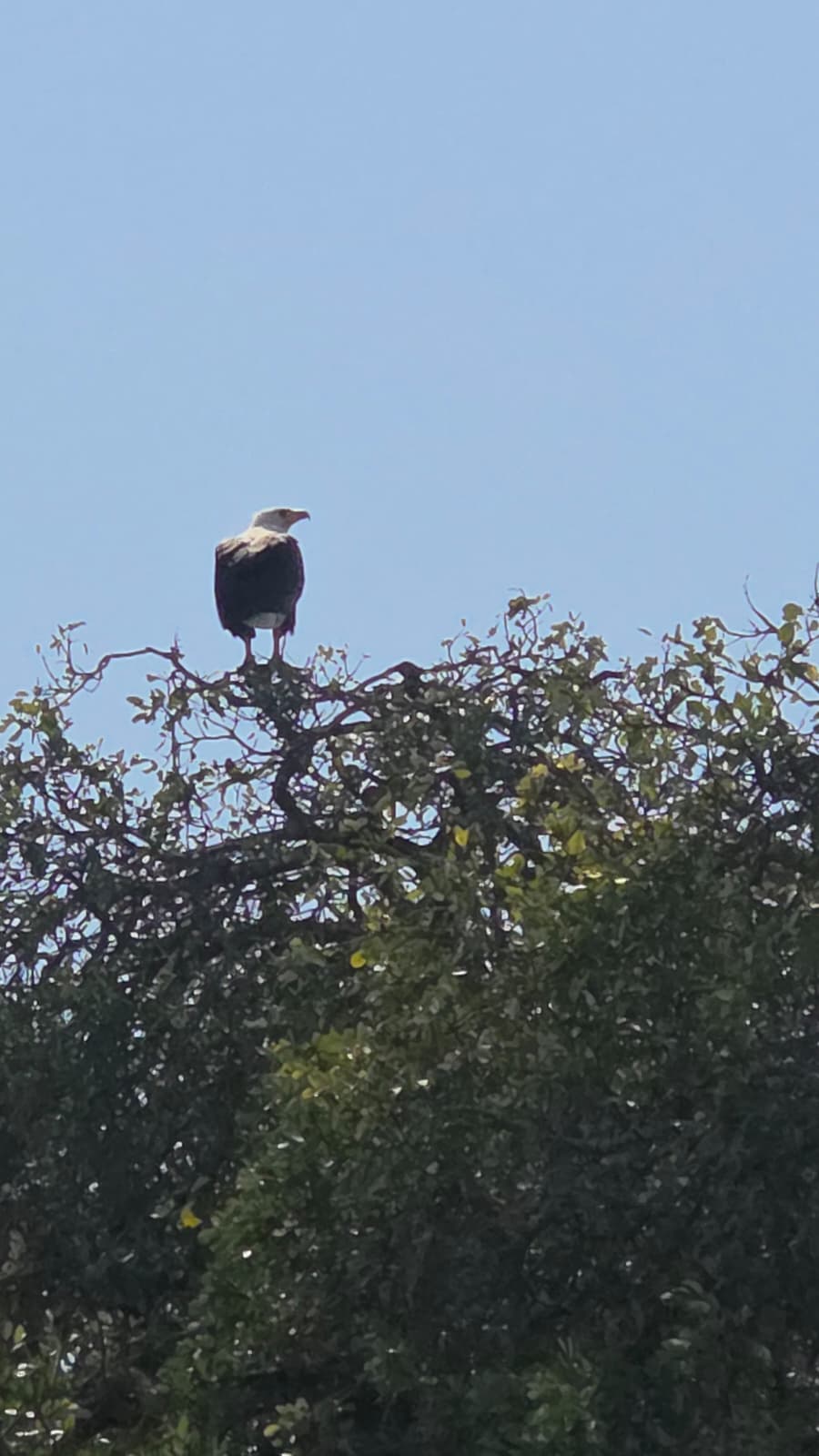 Safari trip photo 7