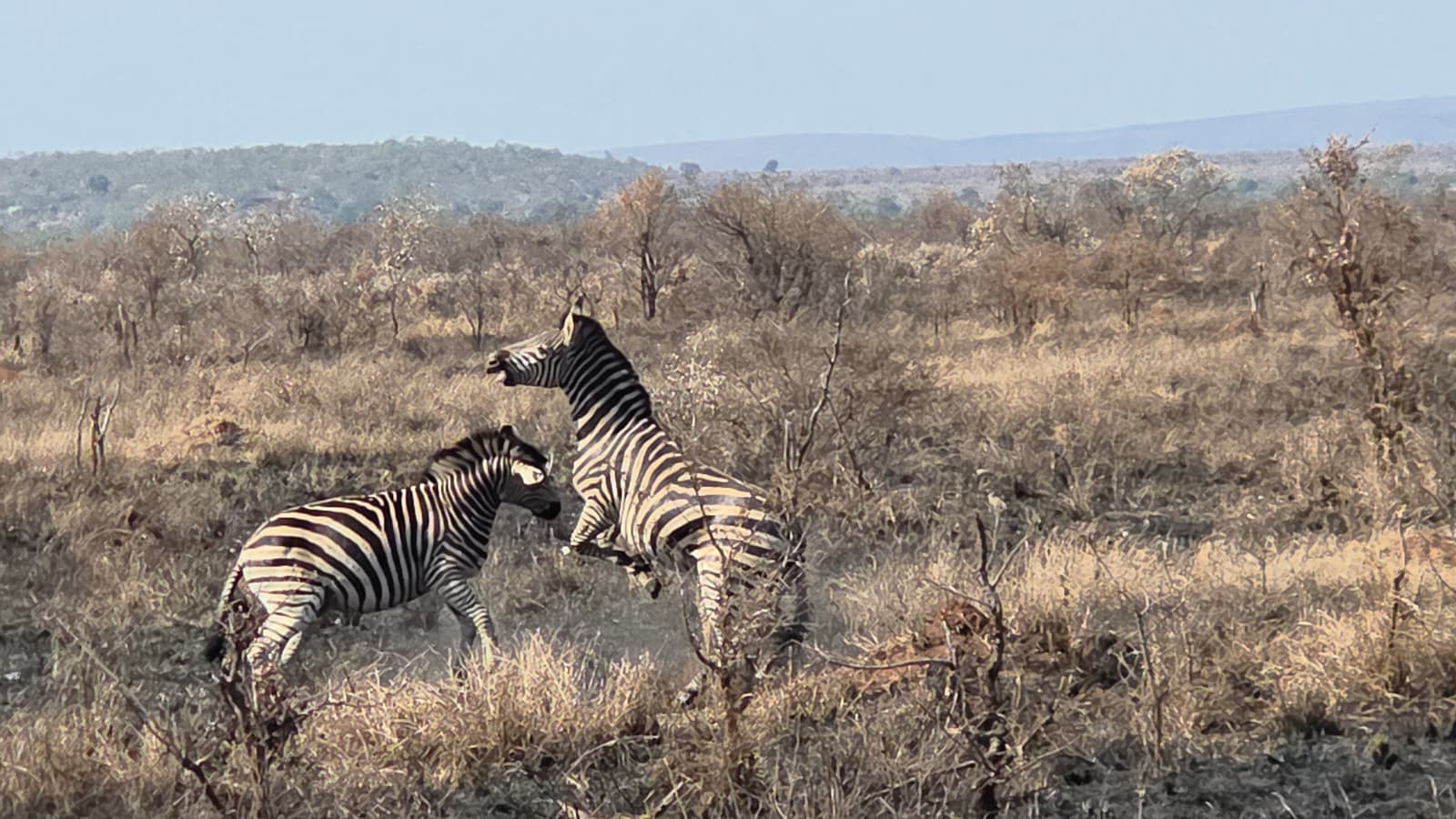 Safari trip photo 8